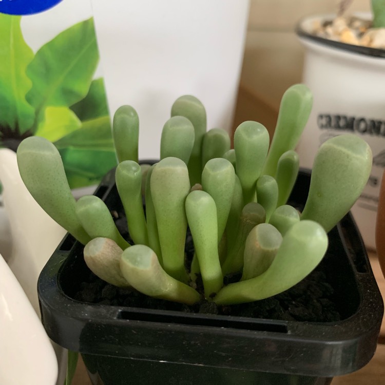 plant image 1213742