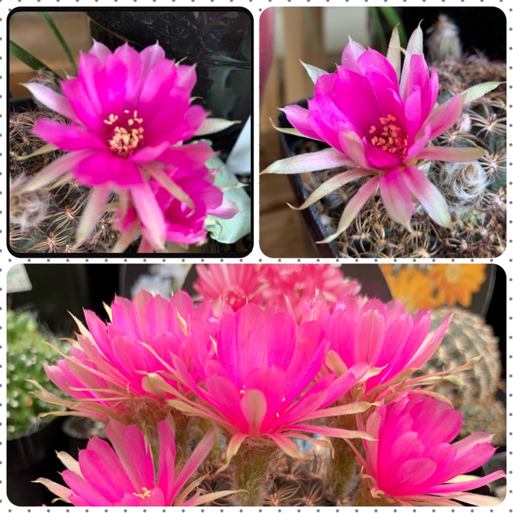 Plant image Echinopsis tiegeliana syn. Lobivia tiegeliana var. peclardiana