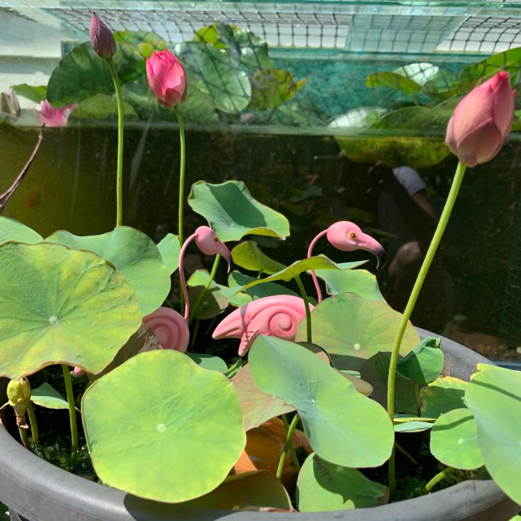 plant image 1217108