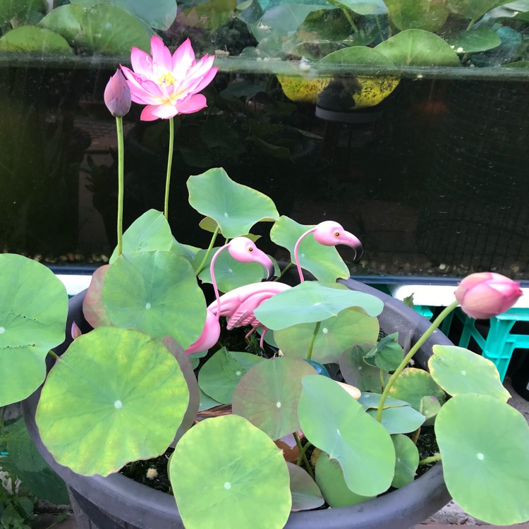plant image 1217115