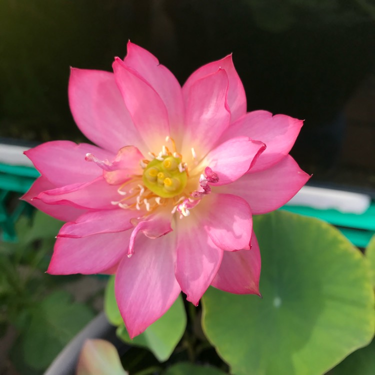 plant image 1217117