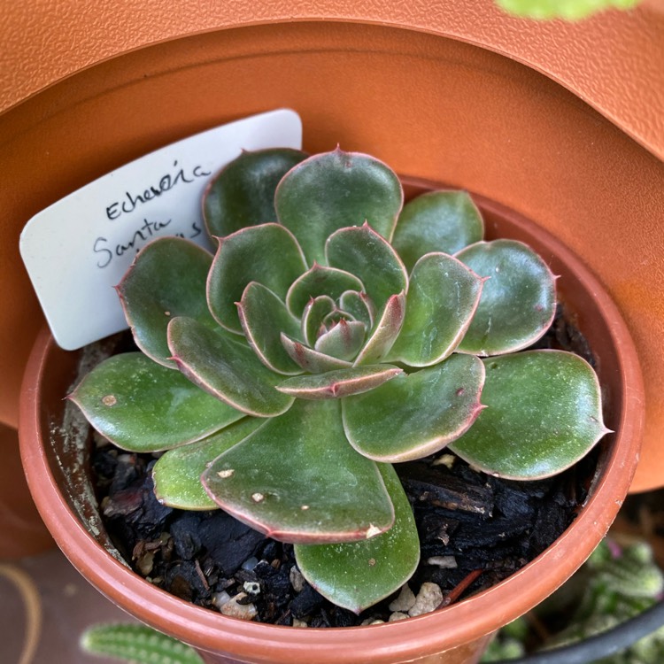Plant image Echeveria Santa Lewis