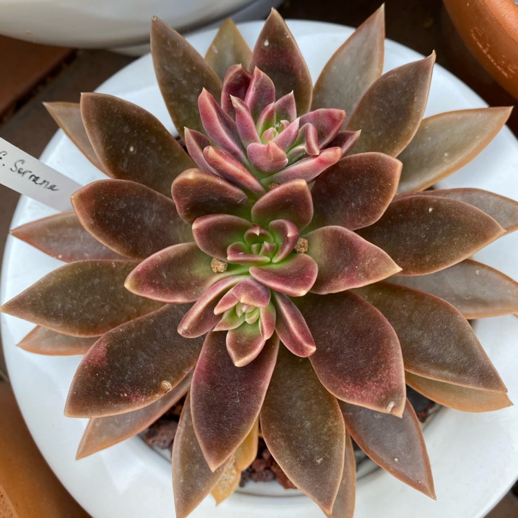 plant image 1220167 plant image 1220167
