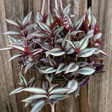 Tradescantia  'Houseplants'