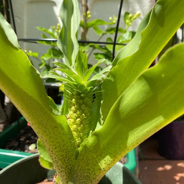 Eucomis