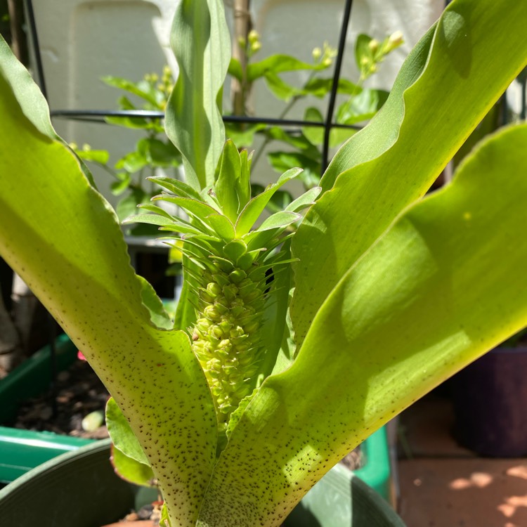 plant image 1221861