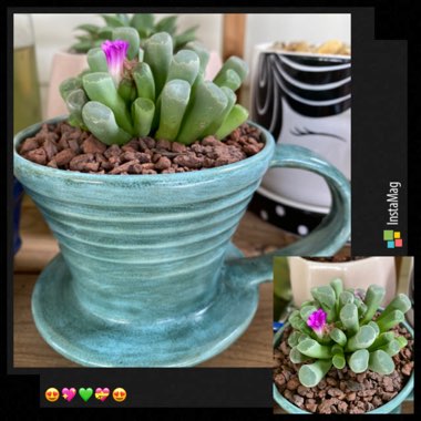 Frithia Pulchra