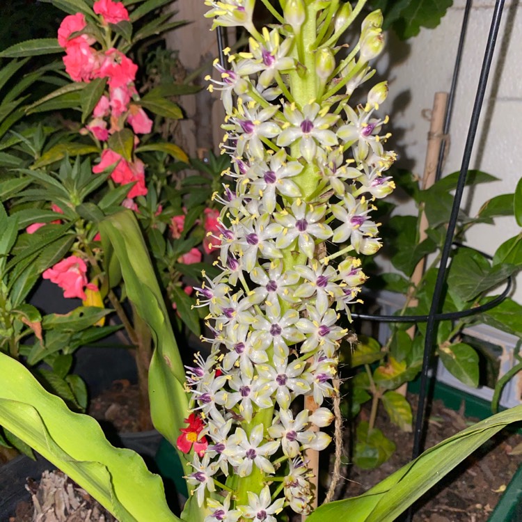 plant image 1231236