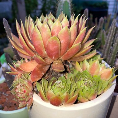 Sempervivum Marland Beauty