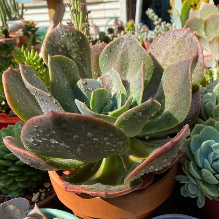 Plant image Echeveria Blue Metal