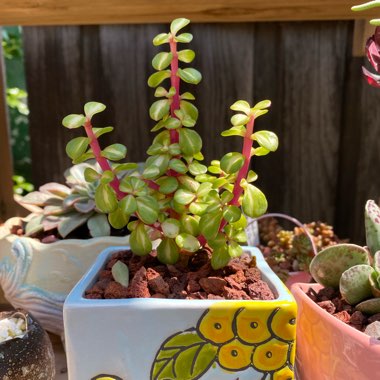 Portulacaria Afra 'Medio-picta'