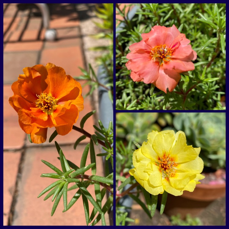 plant image 1233554