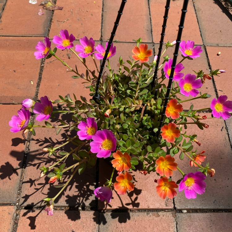 Plant image Portulaca oleracea 'Sun Jewels'