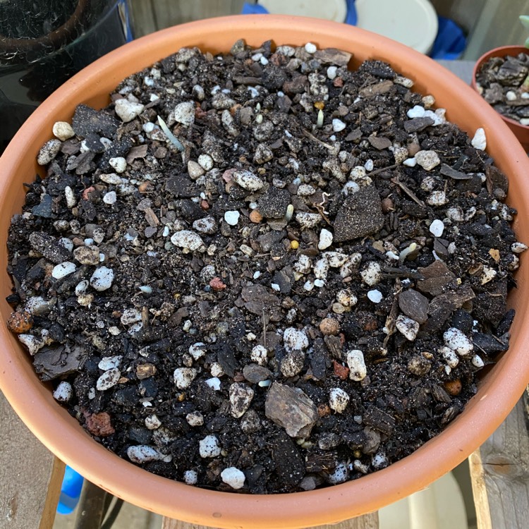 plant image 1236295