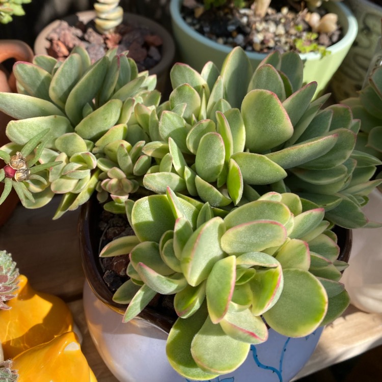 Plant image Crassula Atropurpurea var. Atropurpurea