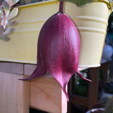 Stapelia Leendertziae X Stapelia Grandiflora