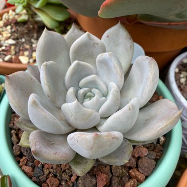 Echeveria Beverley