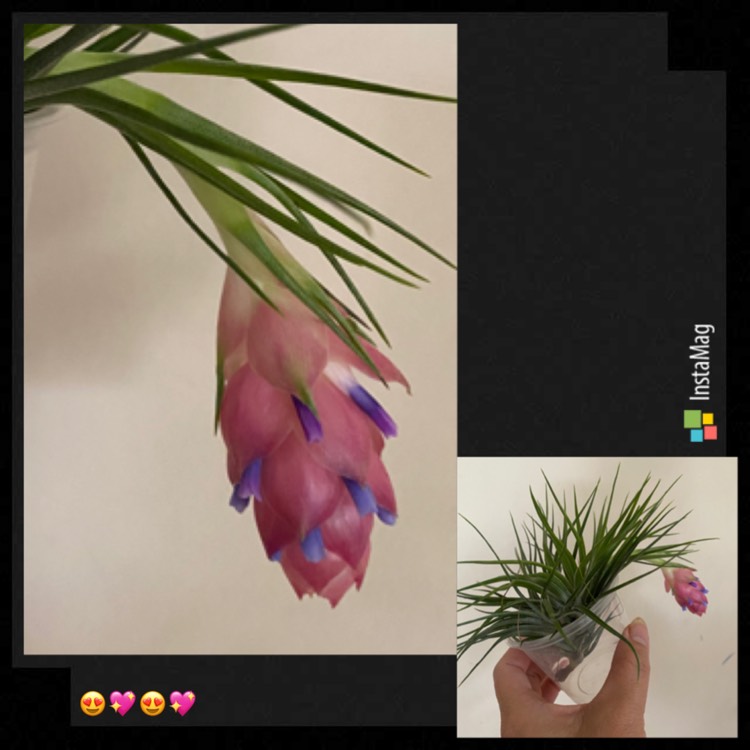 plant image 1248830