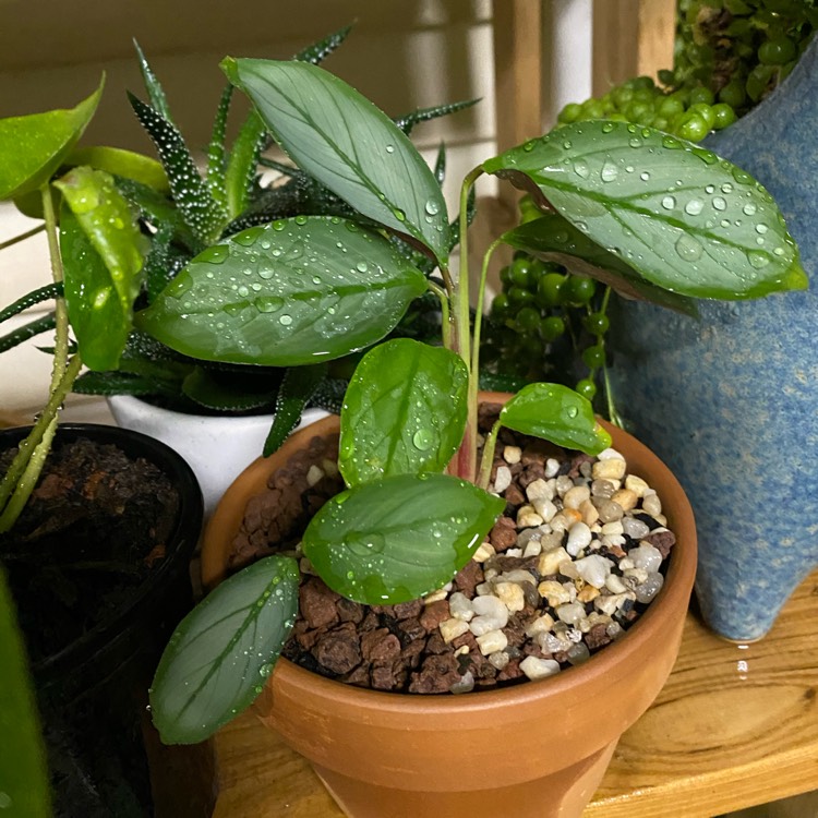 plant image 1262864