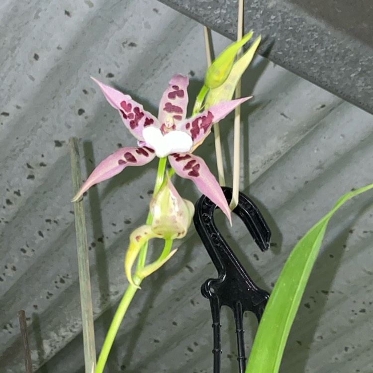 plant image 1265749