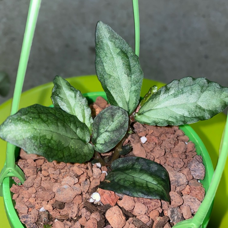Plant image Pellionia Repens
