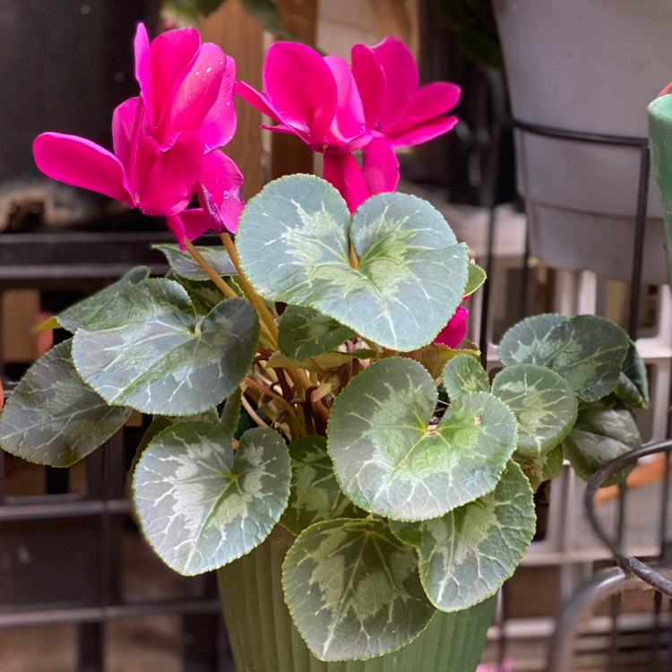 plant image 1267401