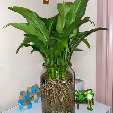 Spathiphyllum 'Mauna Loa'