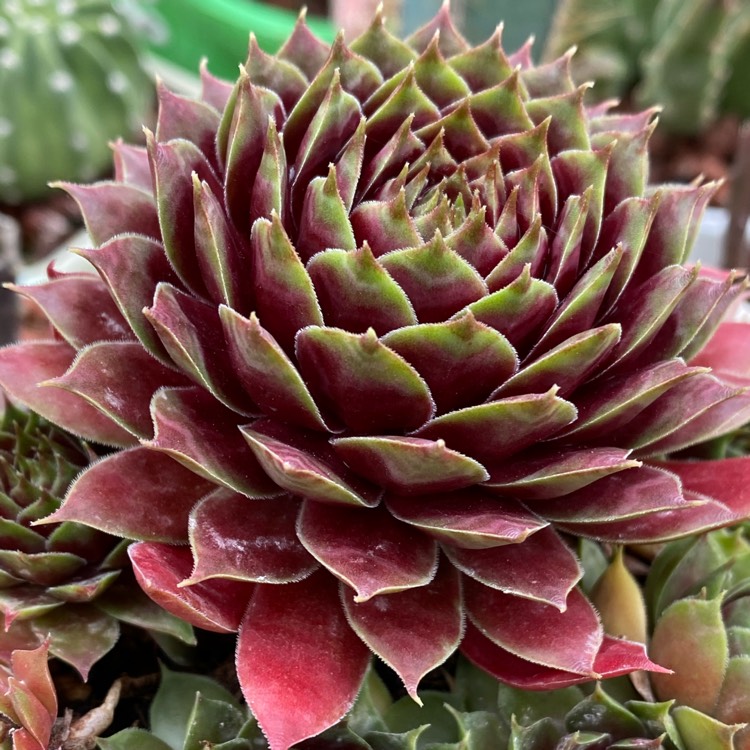 plant image 1274040 plant image 1274040