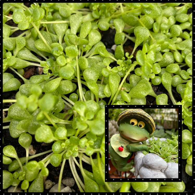 plant image 1283543