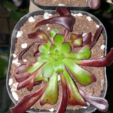 Aeonium Big Bang