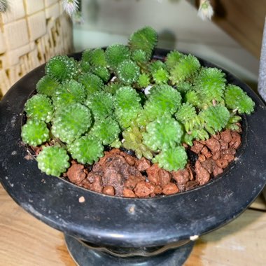 Monanthes Polyphylla