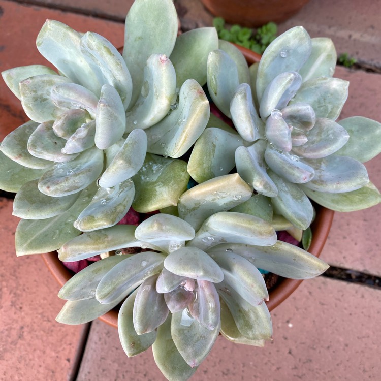 plant image 1307565