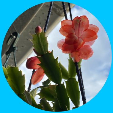 Zygocactus Fireball
