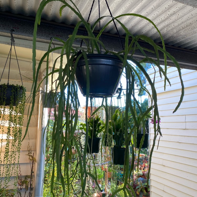Plant image Rhipsalis Microcantha