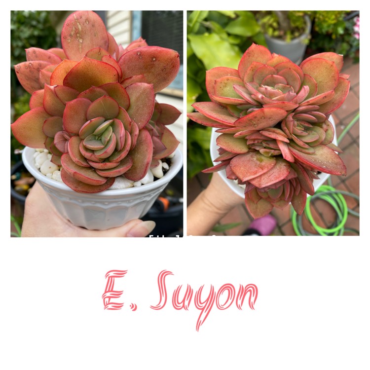plant image 1332151