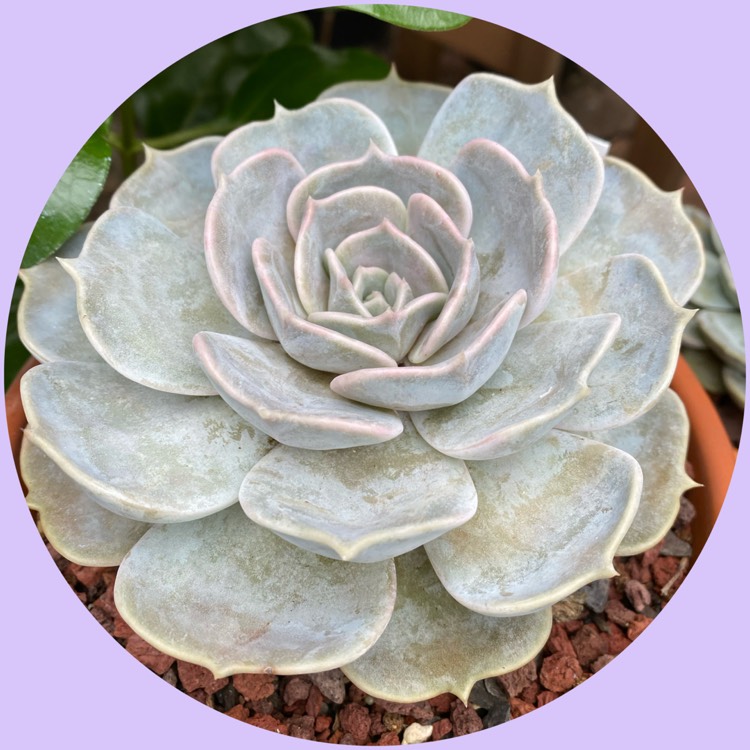 plant image 1332158