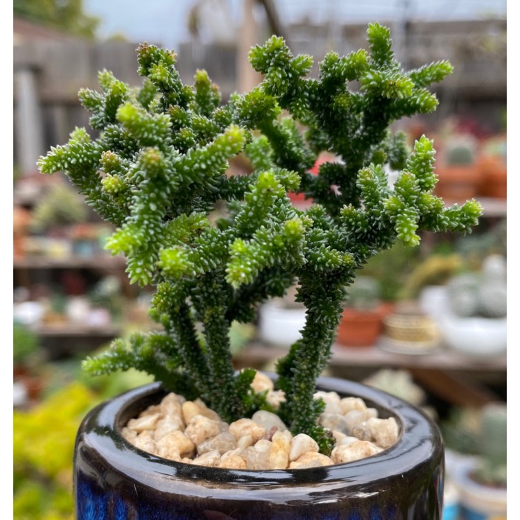 Plant image Crassula muscosa monstrosa