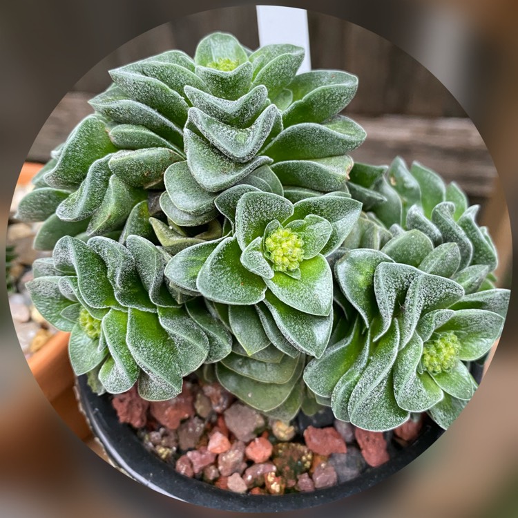 plant image 1333734