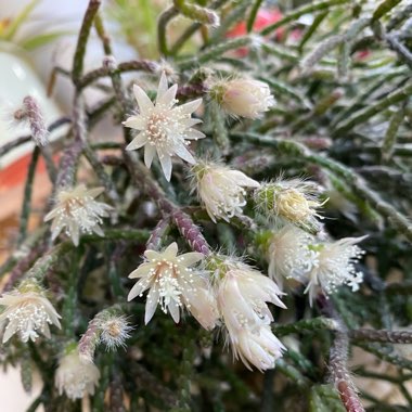 Rhipsalis pilocarpa