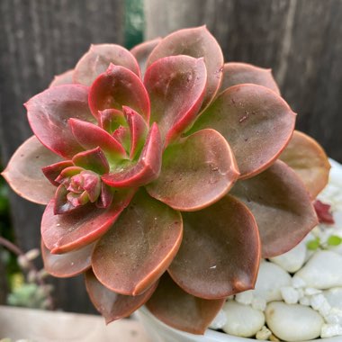 Echeveria Melaco