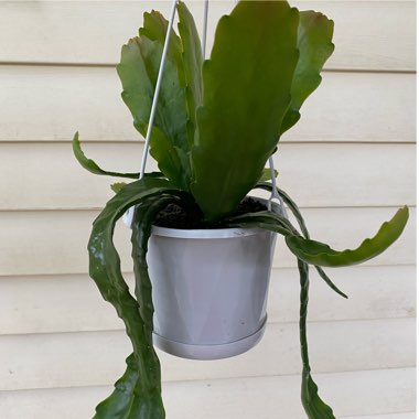 Disocactus nelsonii syn. Chiapasia nelsonii