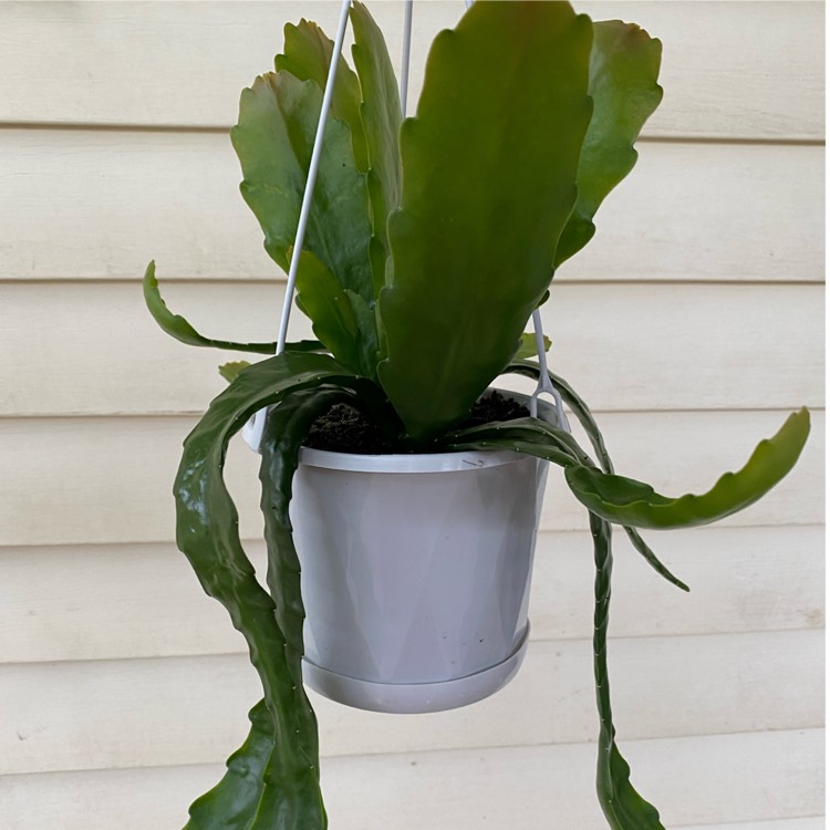 plant image 1339183