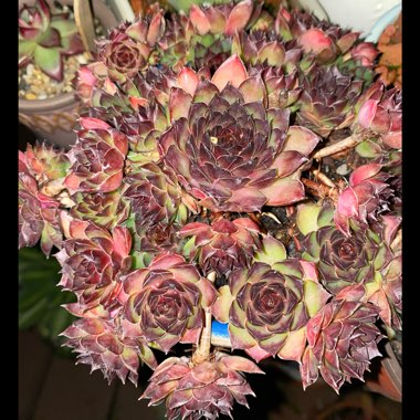Sempervivum Lioness
