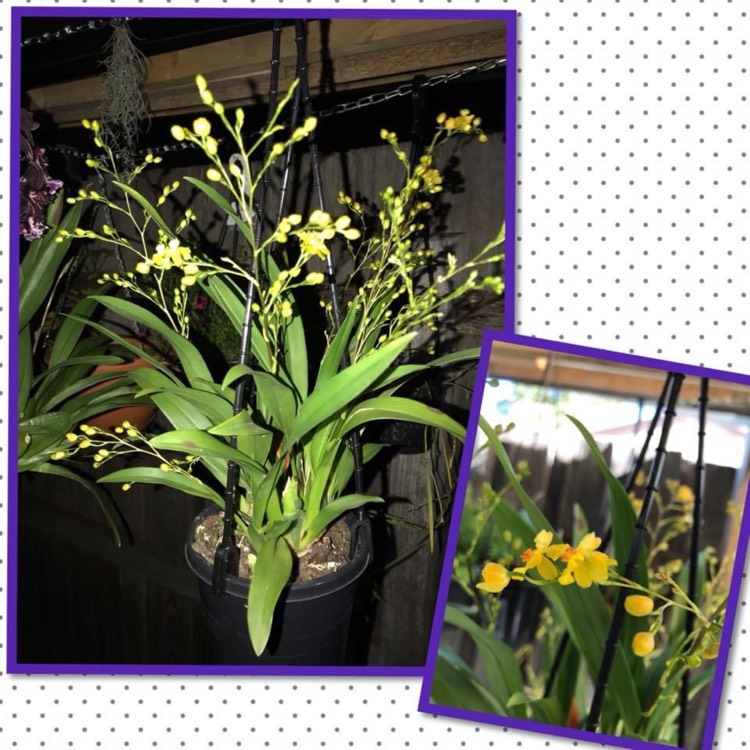 Plant image Oncidium Twinkle Fragrant Fantasy