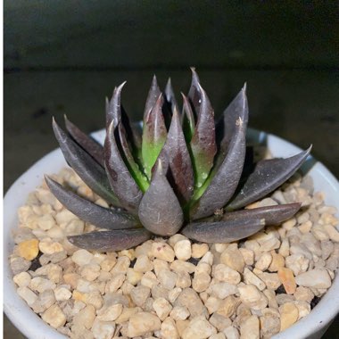 Echeveria Affinis sp.