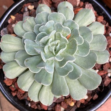 Echeveria Pinwheel Revolution