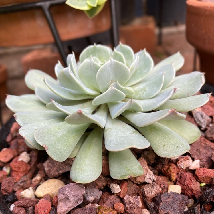 plant image 1348830 plant image 1348830