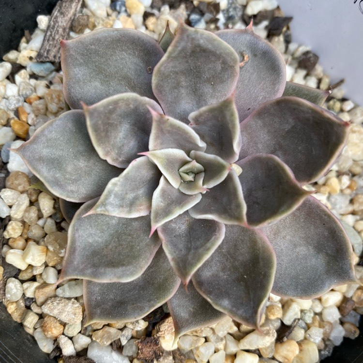plant image 1348831
