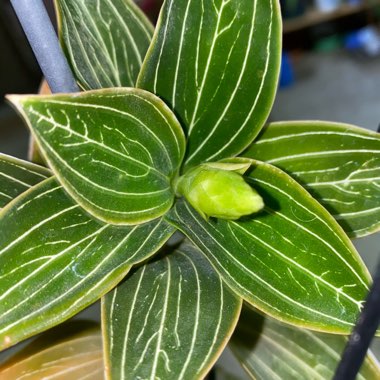 Anoectochilus Sikkimeneis Sun Beviabris