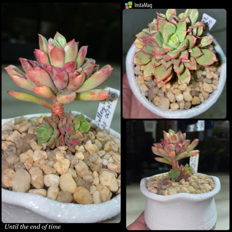 Plant image xSedeveria Darley Dale